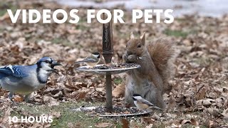 Backyard Birds and Squirrels Enjoying the Seed Buffet - 10 Hour Video for Pets 😺 - Apr 05, 2024 by Handsome Nature 5,399 views 3 weeks ago 10 hours