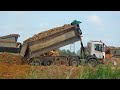 Power Machinery Equipment Truck Dumper Soils Spread Operating With Dozer Pushing