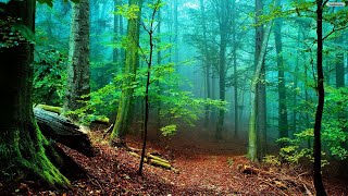 ⭕️ Nature sounds forest birds singing for relaxation...