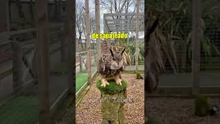 Bichinhos que nos entendem - corujinhas