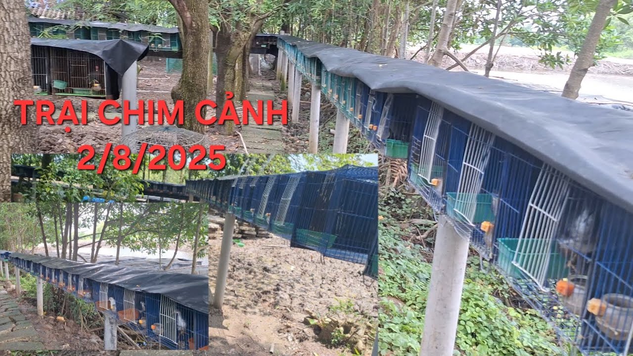 Trại chim quốc 69 ngày 2/8/2025. Chúc tất cae anh em xem clip vui vẽ. (Tiếp sức đam mê)