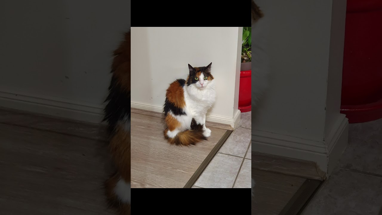 My lovely cat lulu 😁😃 YouTube
