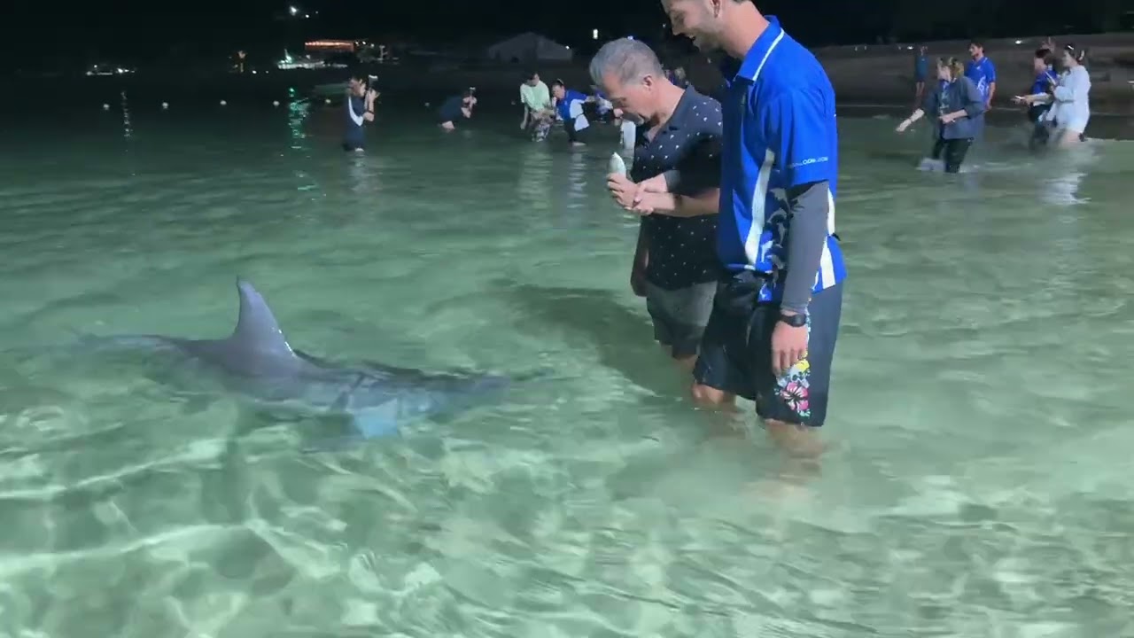 Feeding Dolphins in Australia