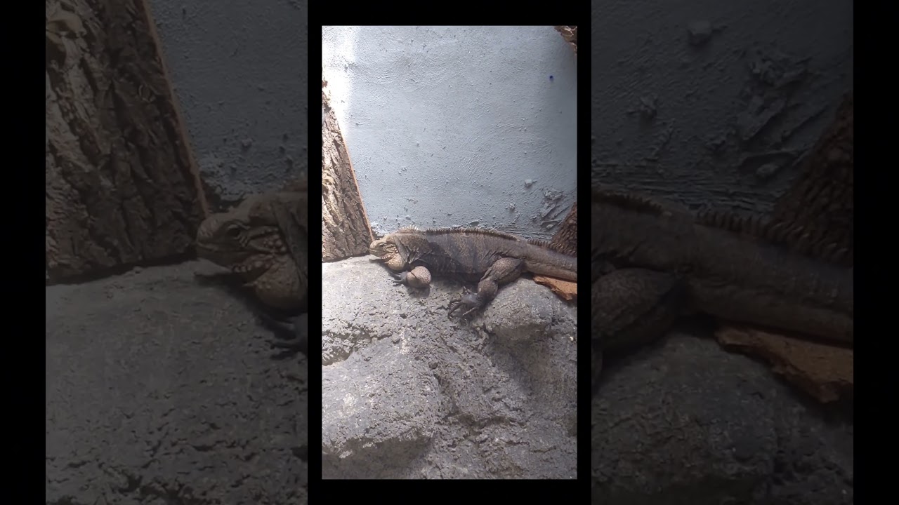 A day at Reptilandia