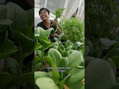 Video: Cara Menanam Tumbuhan Secara Organik Di Dalaman