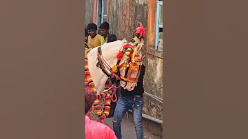 Jaskhar yatra palkhi sohla horse dancing #nature #horse #horsedance