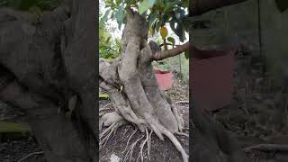 iprik pucuk meriah bonsai pameranbonsainasional ppbi pamnasbonsai