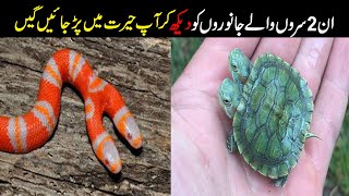 Top 5 amazing two headed animals || دنیا میں موجود ایسے جاانور جن کے دو سر ہیں || Knowledge ki Dunya