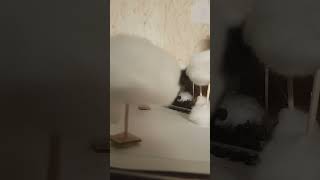 Строительство макета.(Часть 3)Больше деревьев+ заброшенный вагон