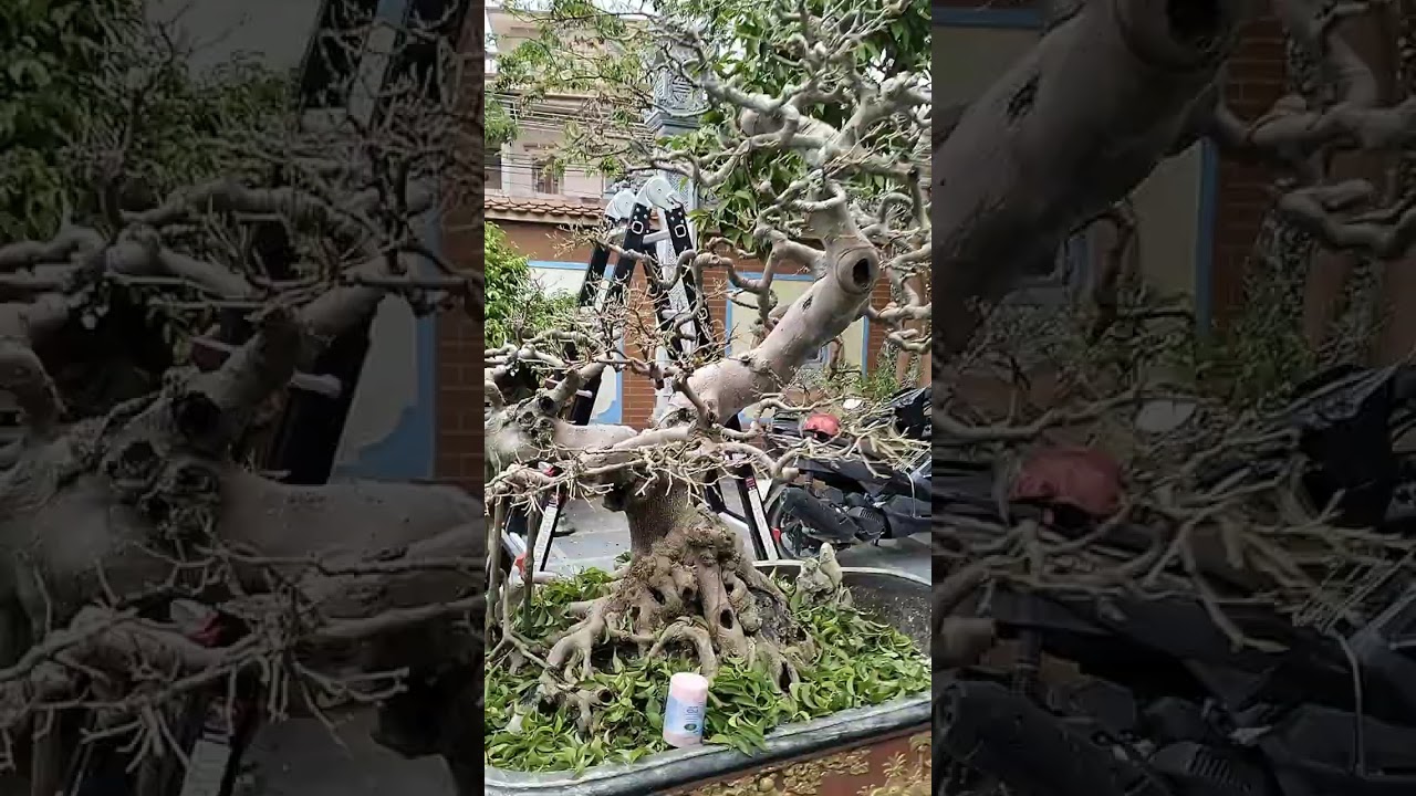 Thay áo để đón xuân 2 cụ xanh nam điền.