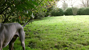 Iggy Enzo the Italian Greyhound - Squirrel Hunter Video