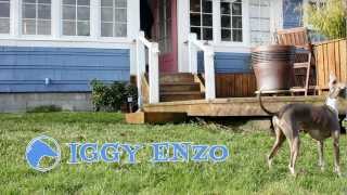 Iggy Enzo the Italian Greyhound - Squirrel Hunter Video
