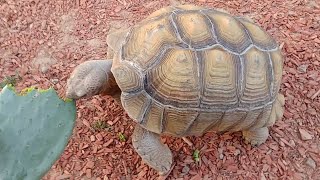 🐢 Solovino Comiendo Nopal Silvestre