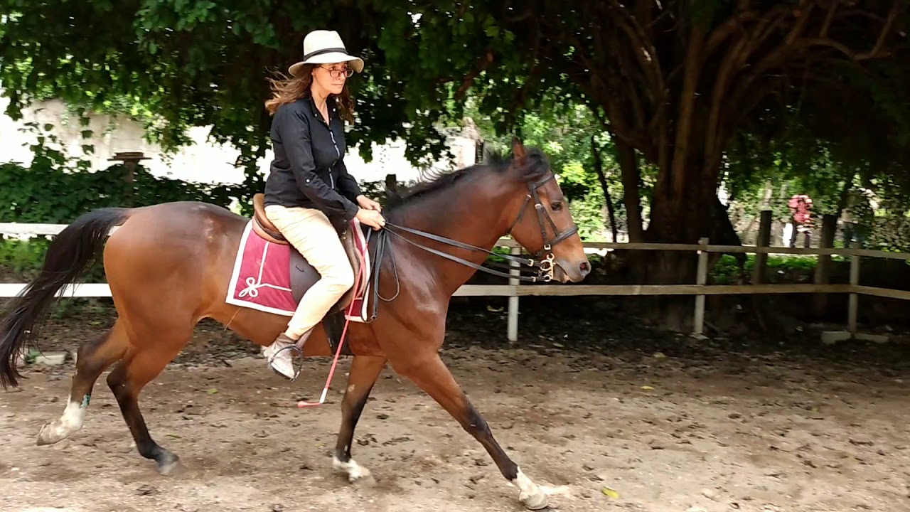 Los aires del caballo: Paso, trote y galope