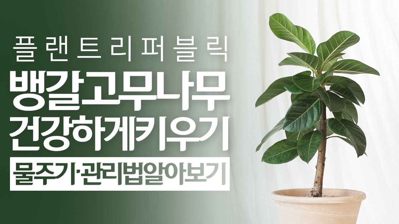 SUB) 뱅갈고무나무 식물 키우기, 물주기 관리 꿀팁 🌳 [Bengal Fig trees]｜벵갈고무나무 가지치기! 실내공기정화식물, 집들이선물,개업화분, 플랜테리어식물로 추천❗❗