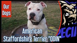 American Staffordshire Terrier -  'ODIN' - Unsere Hunde by DOG SPECIAL 1,400 views 2 months ago 12 minutes, 17 seconds
