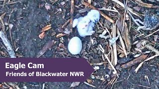 Closeup of Owl Chick and Intruder Flyby | 3.5.24