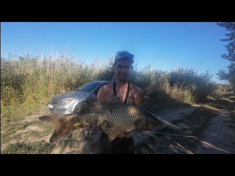 Коропи один за одним на Турунчуку