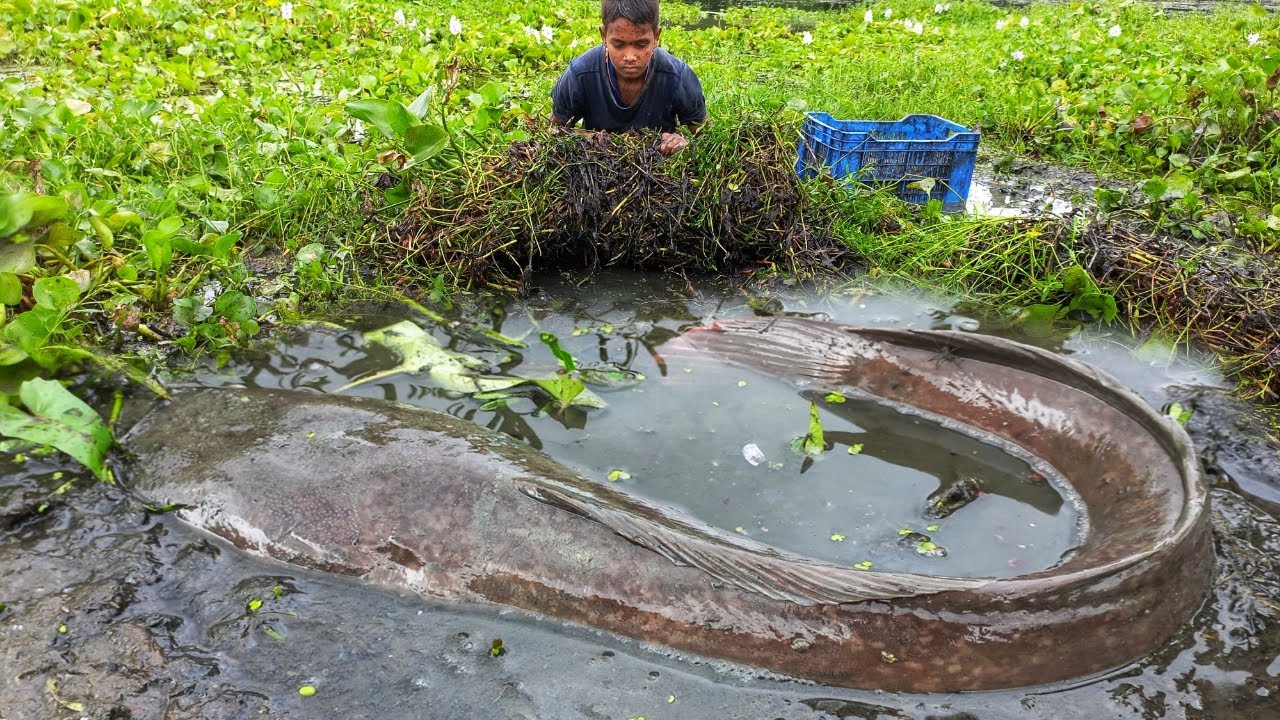 Asian Village Hand Fishing. A Smart Boy Catches Big Fish In Water Hyacinth.  Hand Fishing Trap 