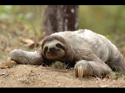 Ленивец - Sloth (Энциклопедия животных)