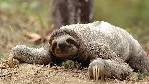 Ленивец - Sloth (Энциклопедия животных)