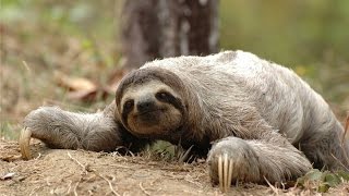 Ленивец - Sloth (Энциклопедия животных)