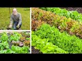 Growing Lettuce from Sowing to Harvest