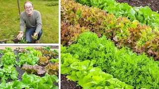 Growing Lettuce from Sowing to Harvest