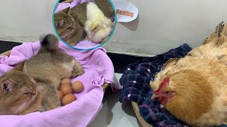I was shocked! The kitten wanted to hatch chicks like a hen, and even called a duck to help