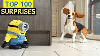 TOP 100 Funny DOGS VS Surprises : Hilarious Reactions!