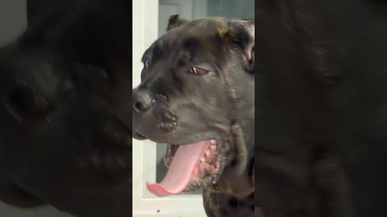 Relaxed Cane Corso Sitting Like a Panther 🐆🐶 | Calm, Powerful & Majestic