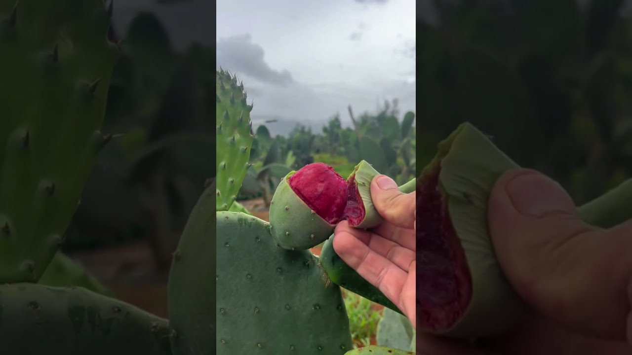 What Is This Inside The Plant Wait For End Shorts 