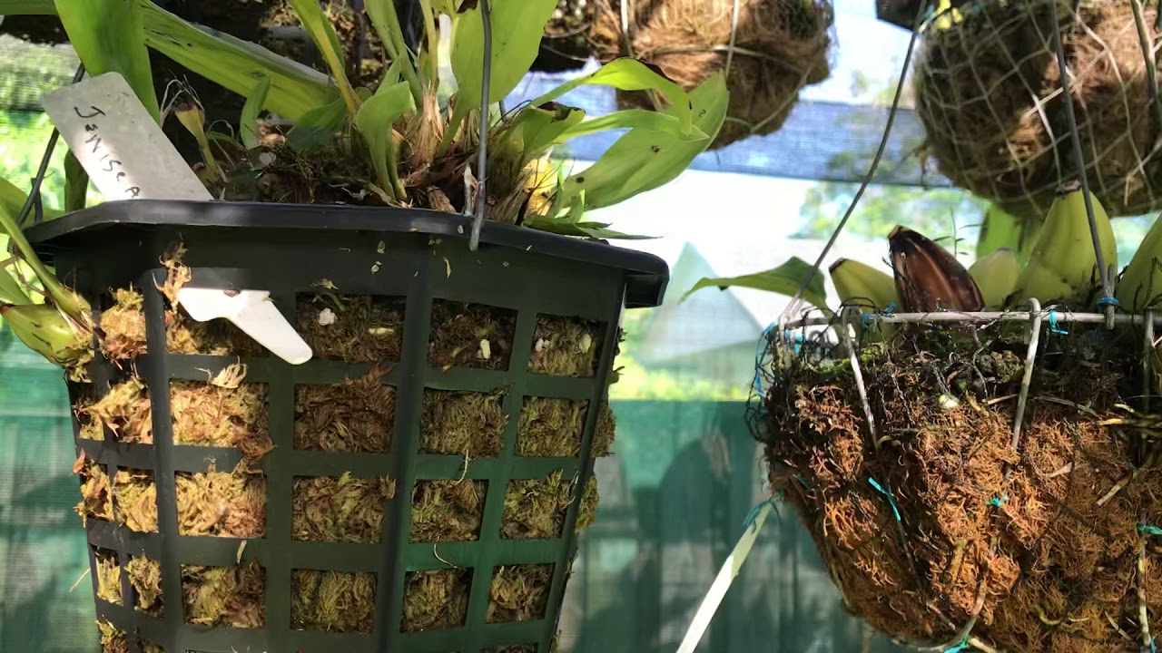 Latest stanhopeas in spike and close to ‘popping’