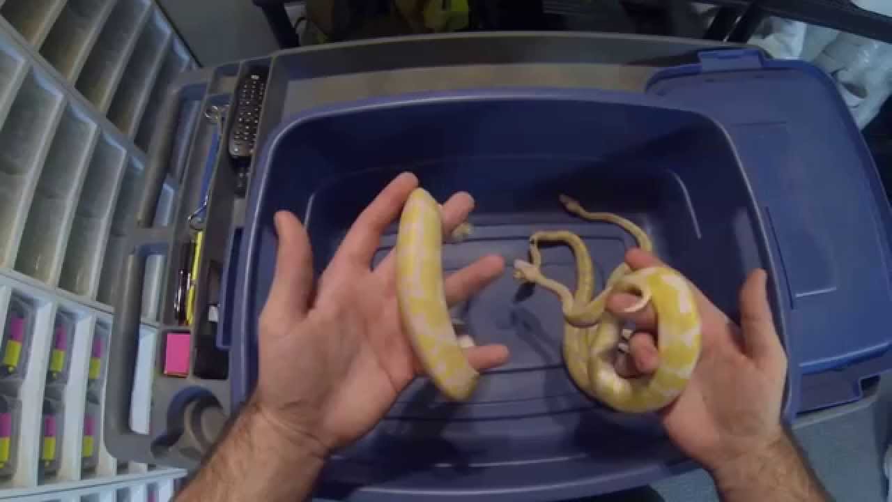 candino clown ball python Toffee/toffino/albino Genetics Lesson
