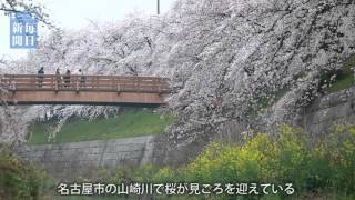 桜だより：名古屋・山崎川の夜桜