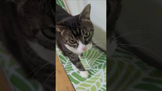 be kind to yourself 💕 #adoptstrays #catshorts #selfgrowth #selfcare #stoic #mindset #minfulness