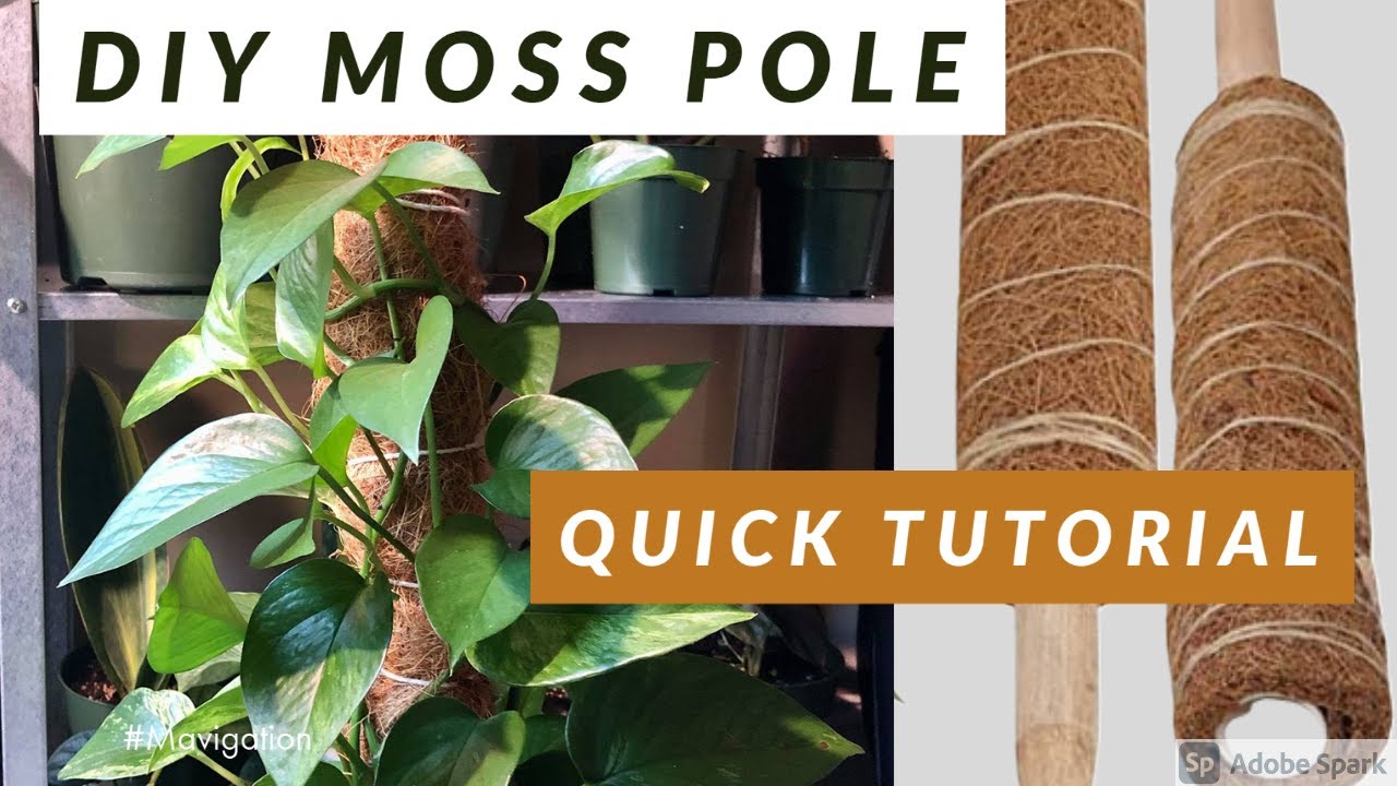 How to Make a DIY Moss Pole - Ponics Life