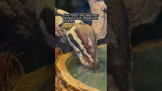 Famous Snake Shedding Signs #shorts #ballpython #cornsnake #snakeshedding Wealth
