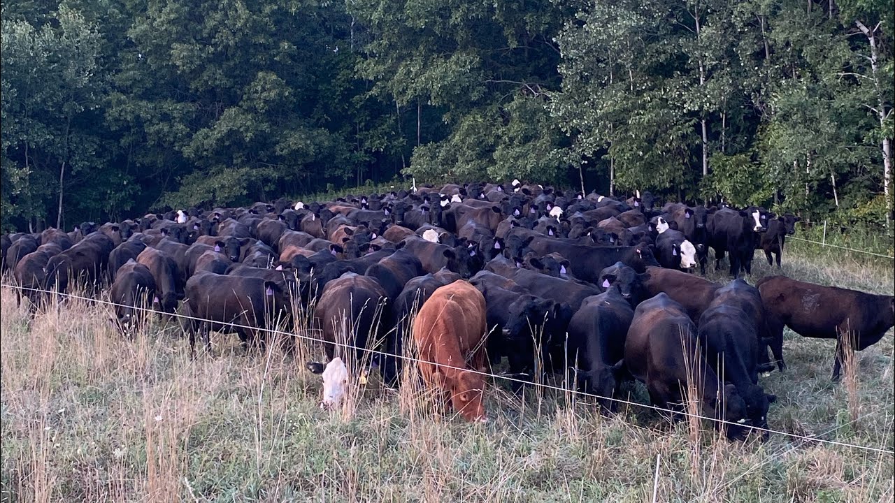 1,000,000 Lb. Cattle Stocking Density for Inner Seeding Pasture!🐂 It’ll ...