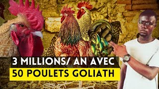 Comment Gagner 3 Millions FCFA Par An avec 50 Poulets Goliath ?