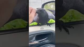 CY Crows Remember You—GIFT or REVENGE! 🐦⬛😮#animals #cute #science #shortfeed #crows
