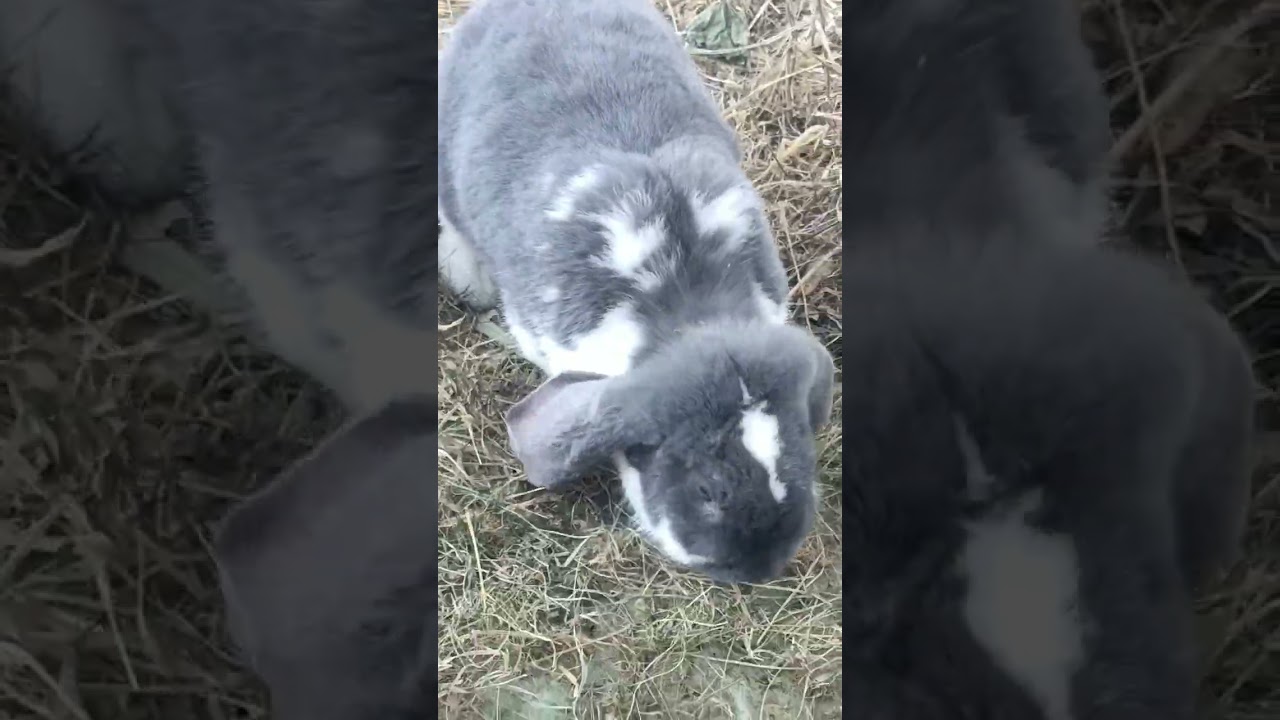 Утро в курятнике, Уборка,новая кормушка для Амерауканов.1 марта💐