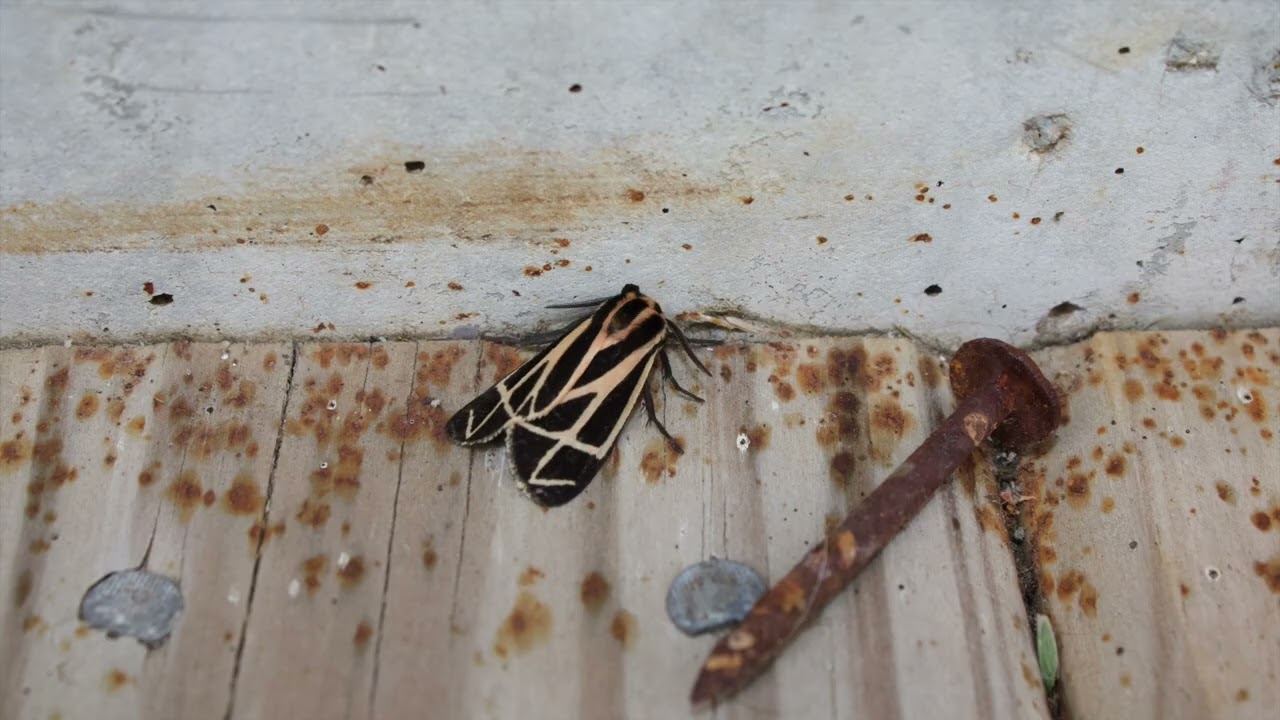 Marilyn Manson - Slutgarden  HD