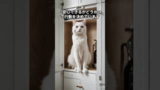 猫は本当に気まぐれ?実はそう見えるだけです #shorts #猫 #猫の心理 #猫あるある
