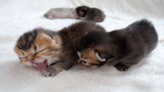 Four kitten siblings live in dependence on each other