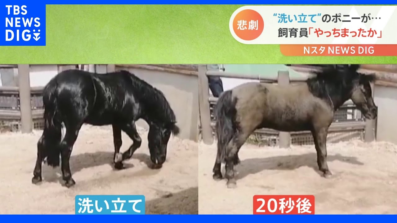 ああ やっちまったか シャンプー直後に ポニーの飼育員に 悲劇 Tbs News Dig Youtube