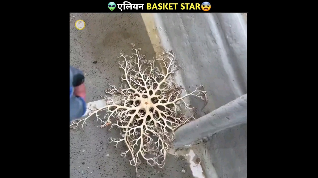 एलियन Creatures Of Basket Star 😨 | Basket Star Fish In Sea | Facts | 
