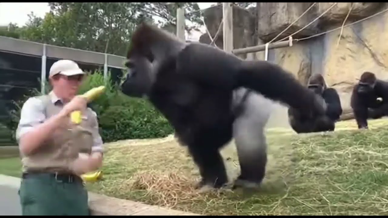 "He Runs Like a Scared Chicken!" - Hilarious Gorilla Prank 🐔