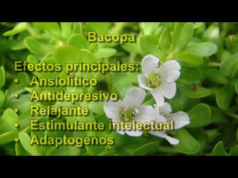 Video: Bacopa (60 Bilder): Rikelig Og Spredt Bakopa, Dyrking, Planting Av Frø Og Omsorg For En Urteaktig Plante I Det åpne Feltet, Beskrivelse