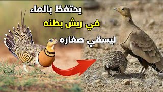طائر القطا من اجمل الطيور التي تعيش في الوطن العربي